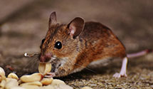 24 Hour & Emergency Exterminators in Santa Rosa Valley, CA
